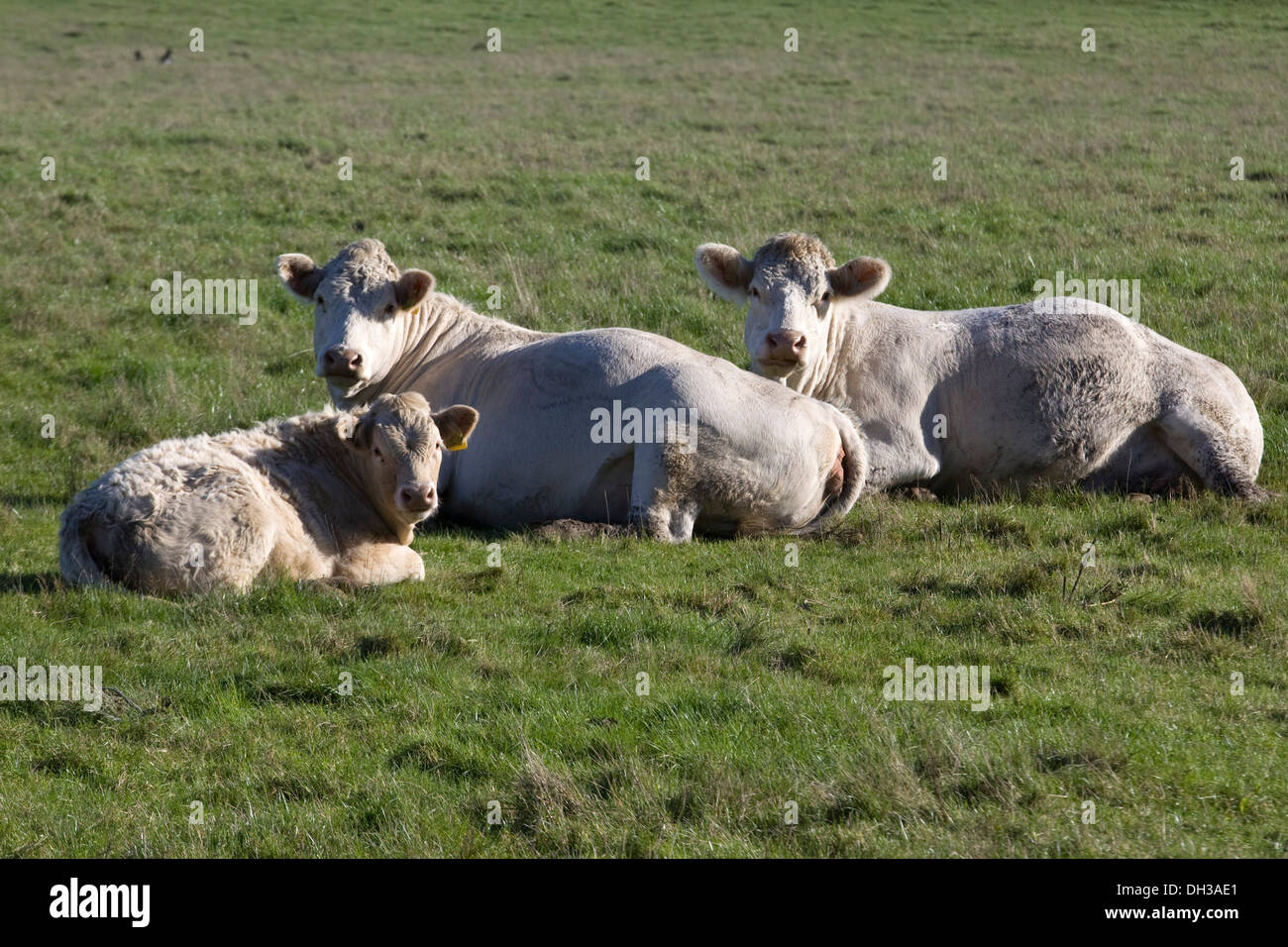 Détente du bétail dans un pré Bos taurus Banque D'Images