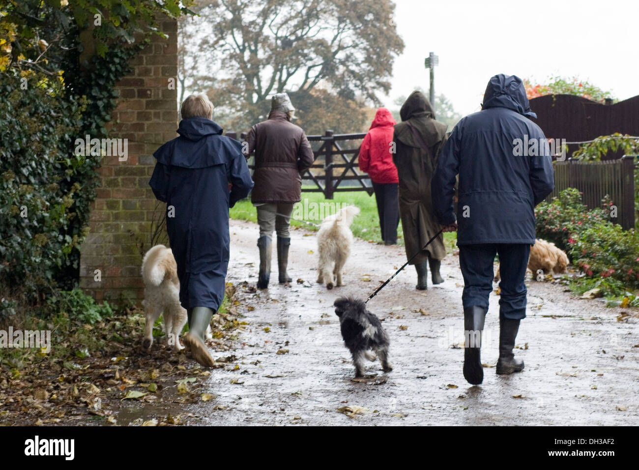 Les promeneurs de chiens dans la pluie battante Angleterre Banque D'Images