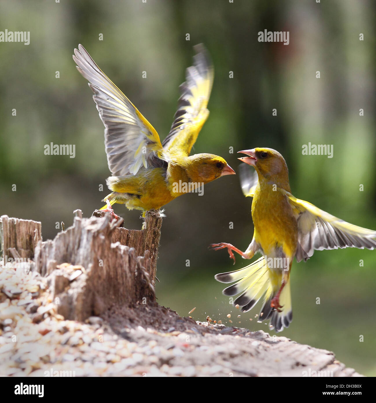 Finch vert qui se battent pour la nourriture Banque D'Images