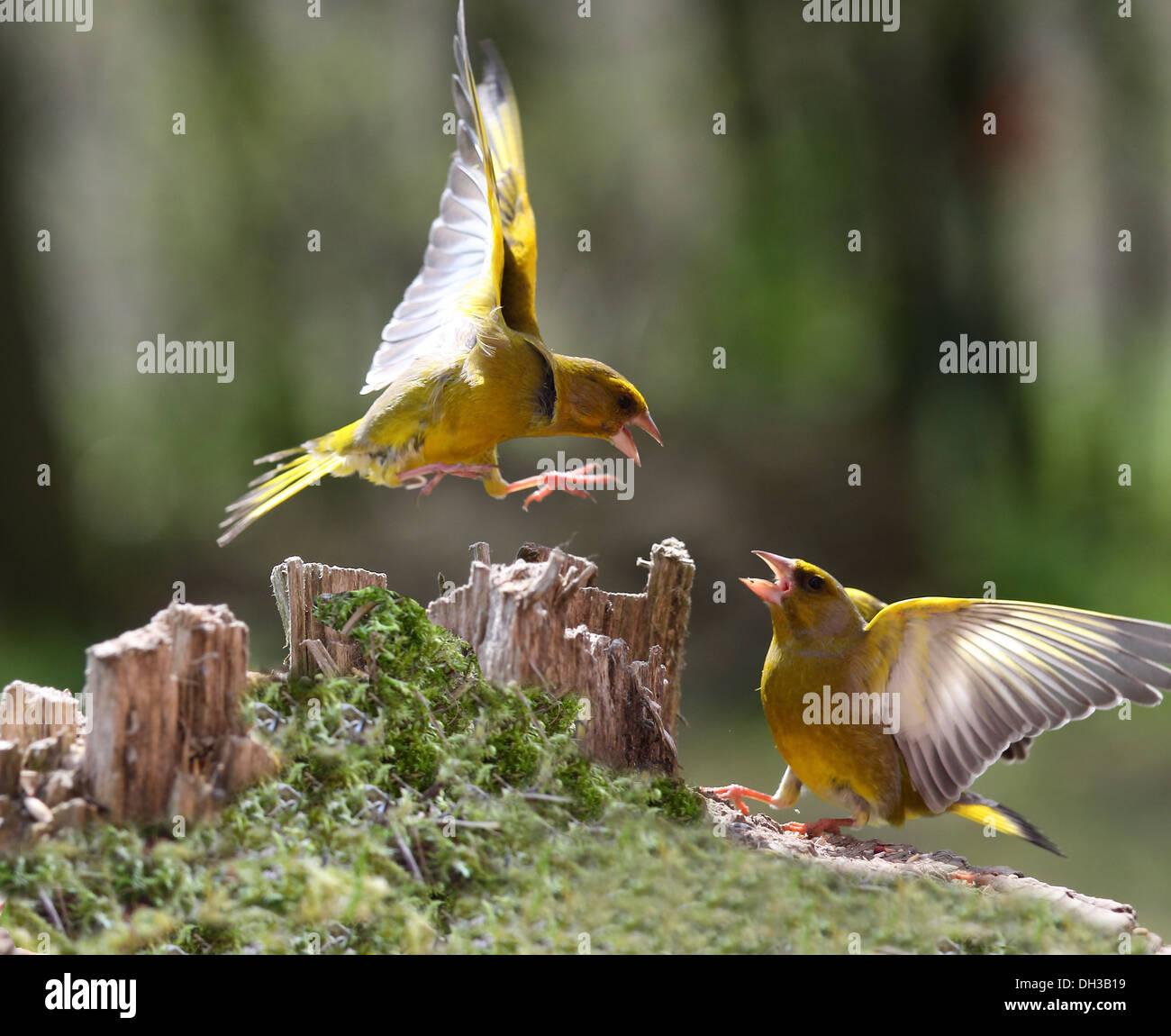 Finch vert qui se battent pour la nourriture Banque D'Images
