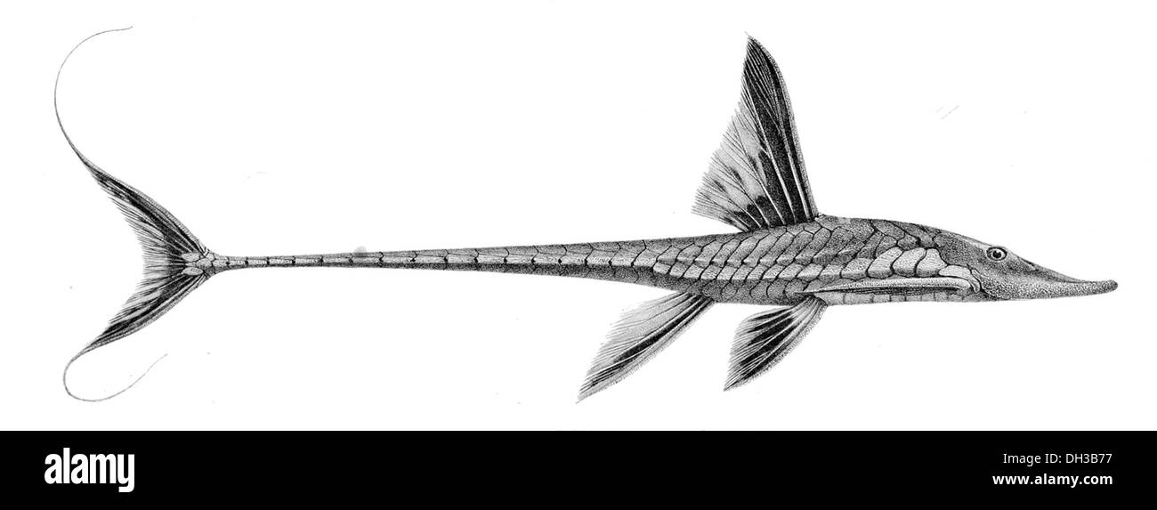 Sturisoma frenatum est une espèce de poisson d'eau douce originaire du bassin amazonien en Amérique du Sud. Il est caractérisé par son corps allongé, barbillons ressemblant à des moustaches, et est couramment trouvé dans les rivières et les ruisseaux qui se déplacent lentement. Banque D'Images