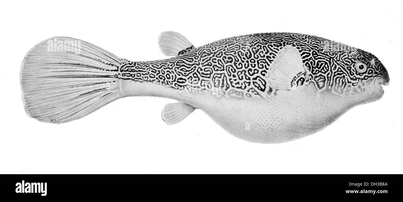 Tetraodon mbu, également connu sous le nom de poisson-pufferfish Mbu, est une grande espèce d'eau douce originaire d'Afrique centrale. Reconnu pour son corps bulbeux et sa capacité à se gonfler lorsqu’il est menacé, il habite les rivières et les lacs qui se déplacent lentement. Banque D'Images