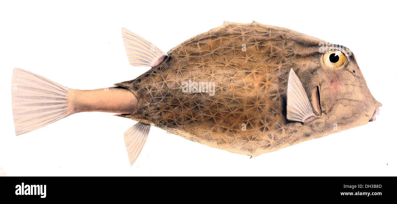 Tetrosomus stellifer, connu sous le nom de crapaud étoilé, est une espèce de poisson-chapelet trouvée dans la région Indo-Pacifique. Reconnue par ses motifs étoilés sur la peau et sa capacité à gonfler son corps, elle se retrouve couramment dans les substrats sablonneux et boueux. Banque D'Images