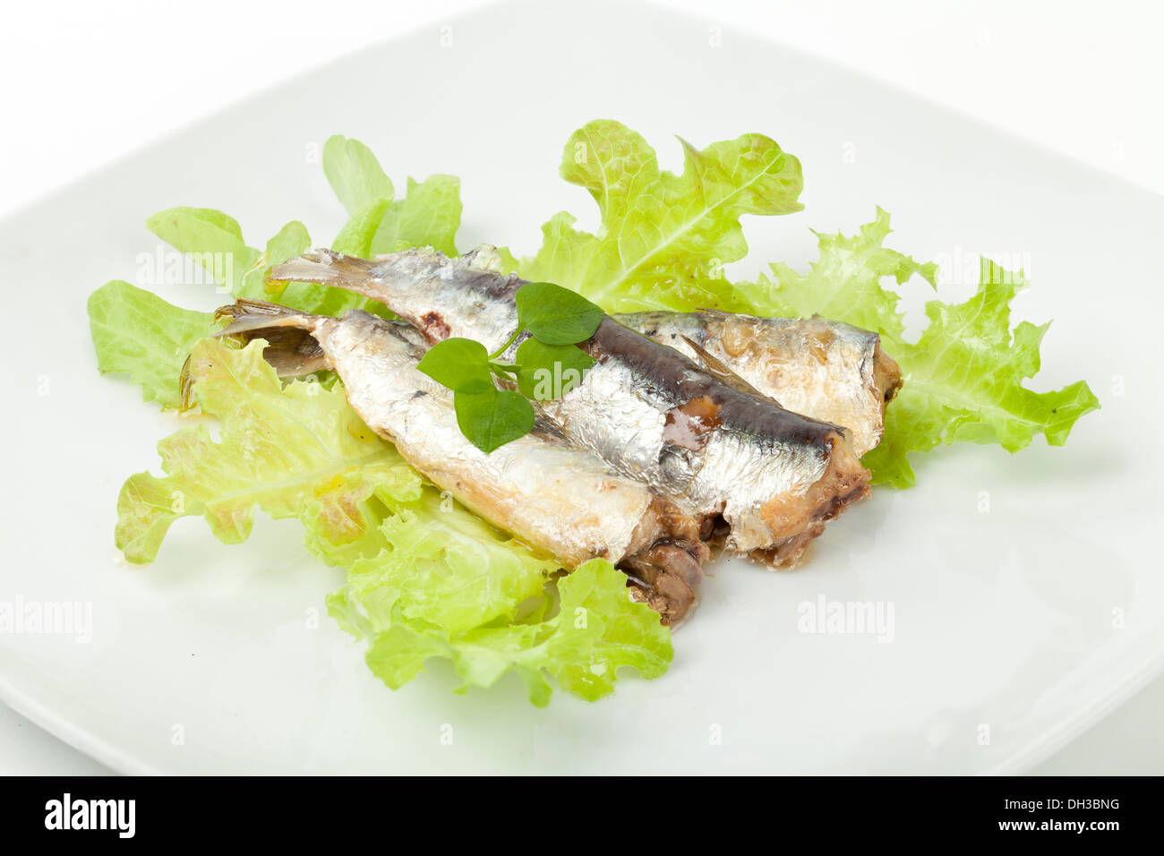 Sardines sur un fond blanc et salade verte Banque D'Images Sardines sur un fond blanc et salade verte Banque D'Images