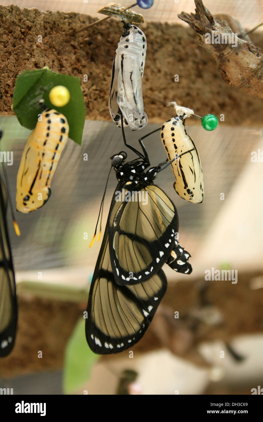 Un papillon sortant d'un cocon dans un jardin de papillons Mindo, Equateur Banque D'Images
