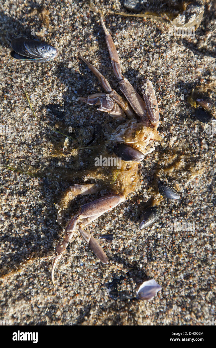 Le Cancer (Crustacés) sur la plage de la mer Baltique Banque D'Images