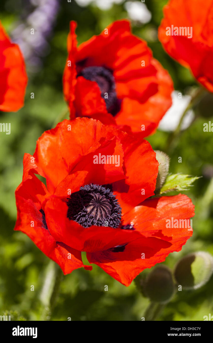 Pavot d'Orient (Papaver orientale) Banque D'Images