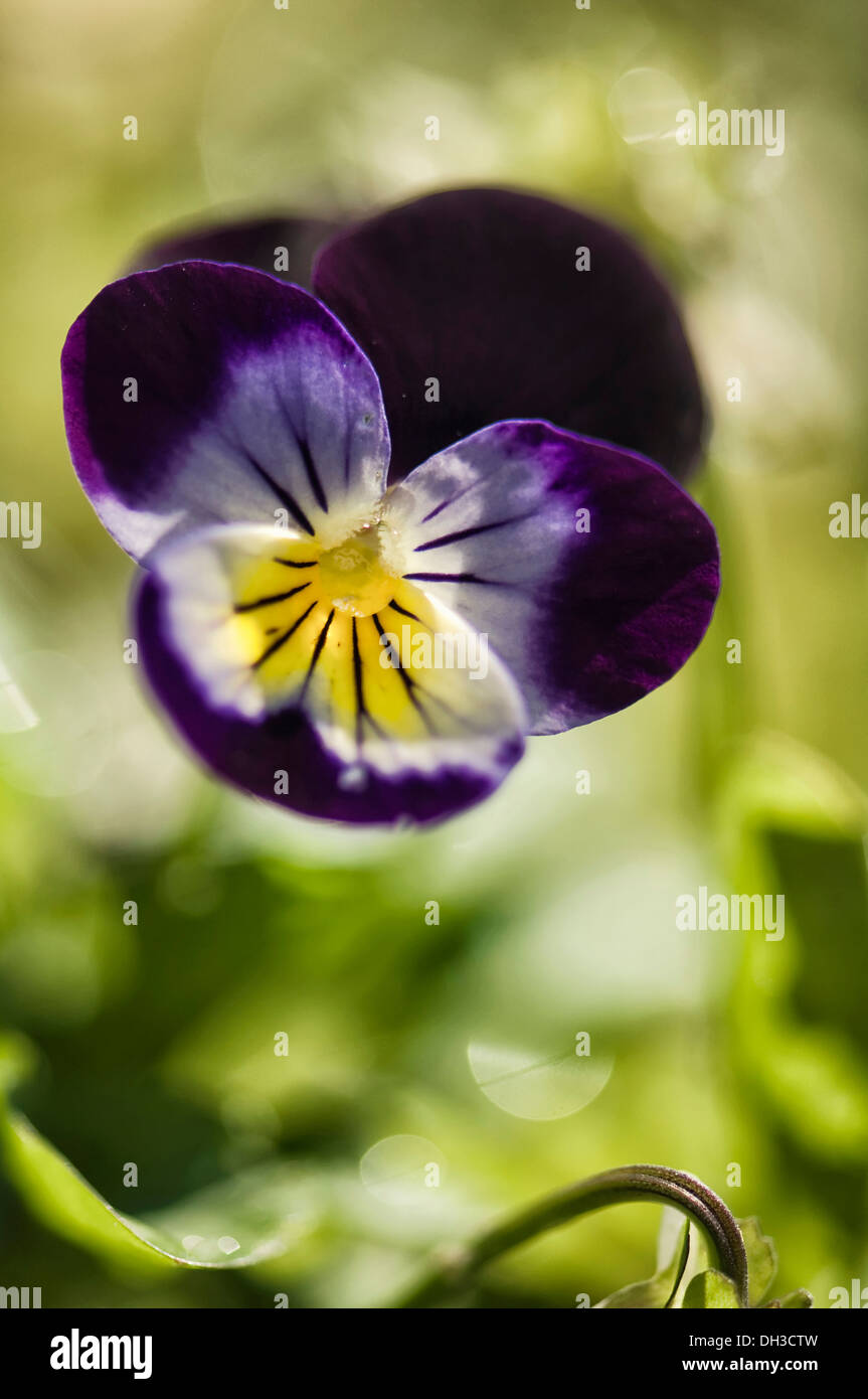 De l'alto. Seule fleur avec pétales pourpre foncé s'estompant vers centre jaune. Banque D'Images