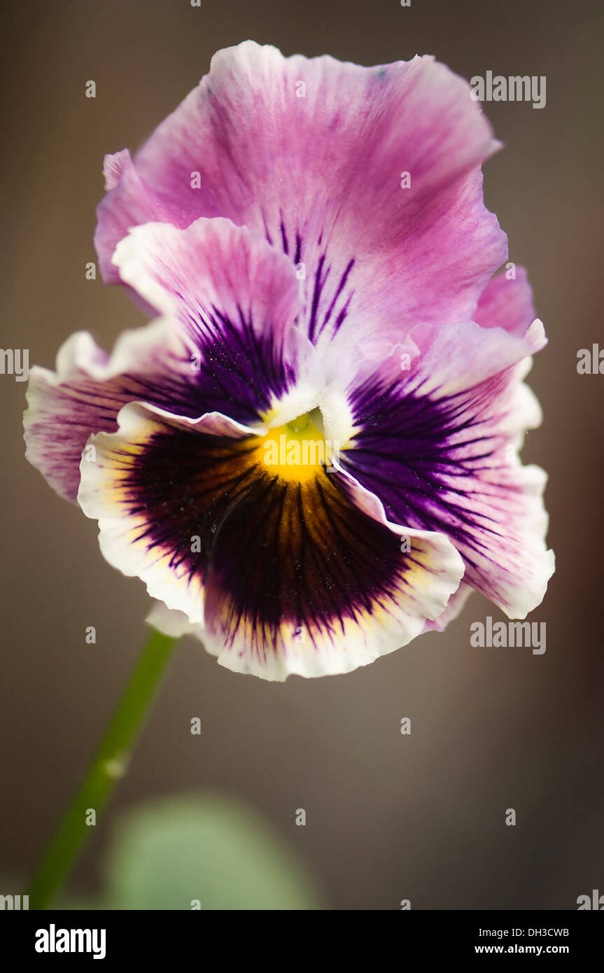 Pansy Viola x wittrockiana. Seule fleur avec 5 pétales d'aubergine et salon de the violet-brun à partir de Banque D'Images