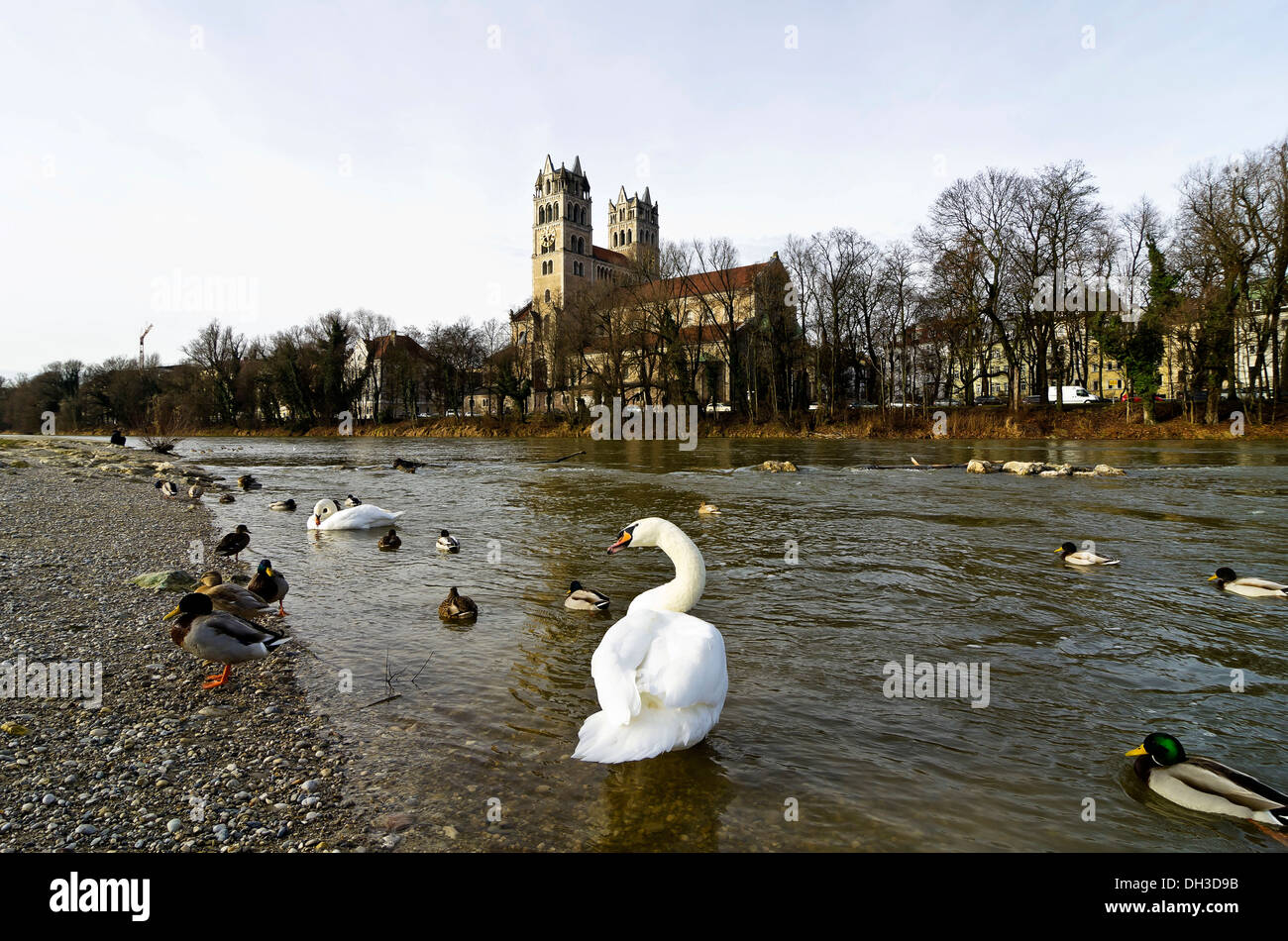 Les cygnes et les canards sur la rivière Isar, en face de l'Église, Maximilian Munich, Haute-Bavière, Bavière, Allemagne Banque D'Images