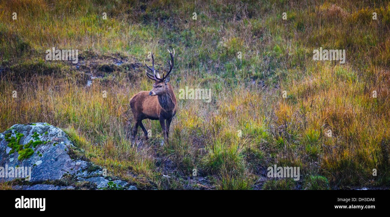 Stag at le Galloway Forest Park pendant la saison du rut d'automne Banque D'Images