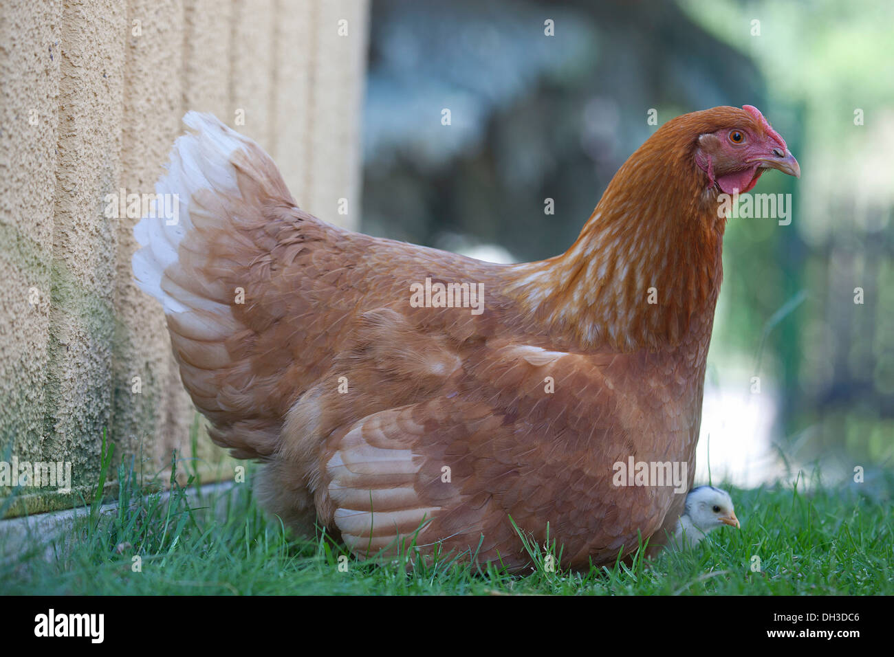 Avec un poulet de Dresde et poussin noir blanc, les croise avec poulet italien, également connu sous le nom de Livourne Banque D'Images