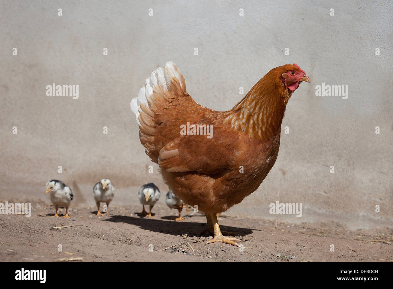Dresde en noir et blanc de poulet avec les poussins, les croise avec poulet italien, également connu sous le nom de Livourne Banque D'Images