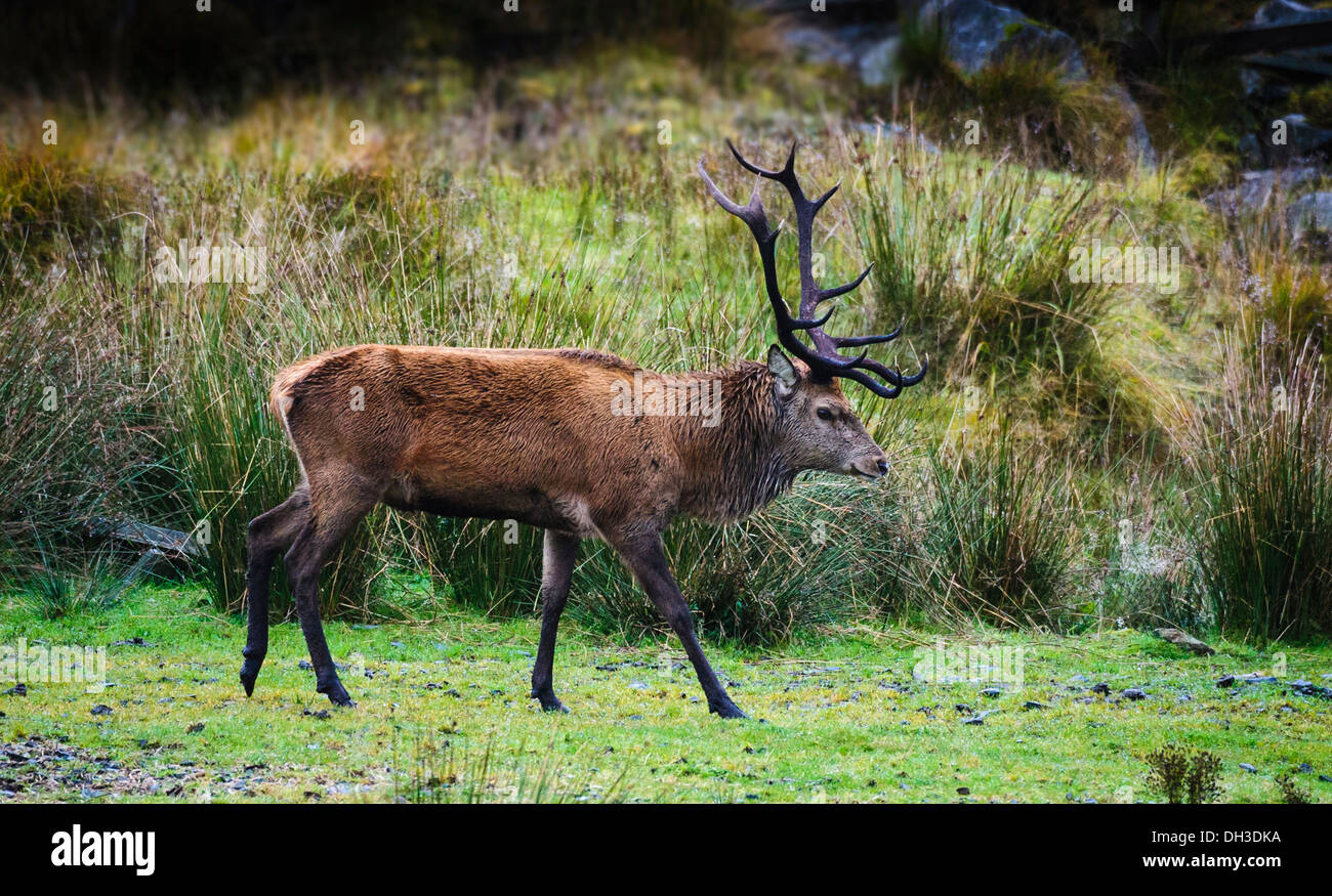 Stag at le Galloway Forest Park pendant la saison du rut d'automne Banque D'Images