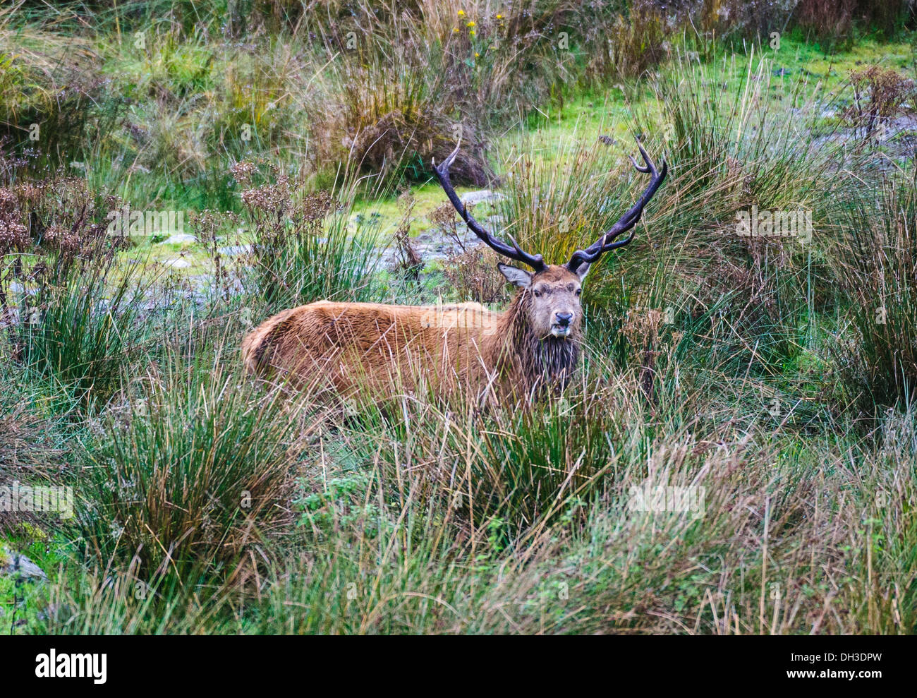 Stag at le Galloway Forest Park pendant la saison du rut d'automne Banque D'Images