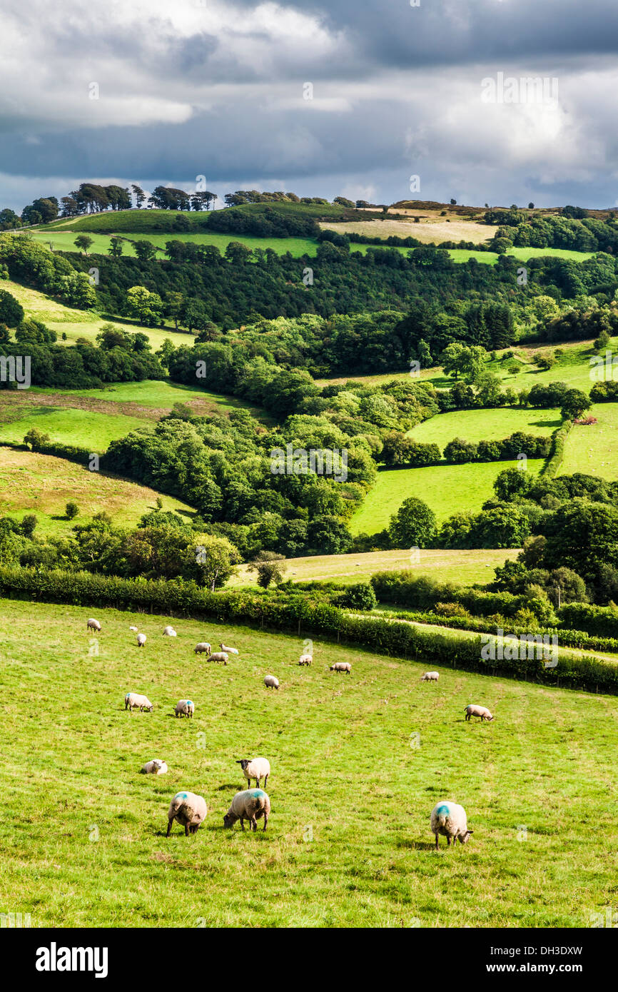 Une averse orageuse, journée d'été dans le parc national de Brecon Beacons, le Pays de Galles. Banque D'Images
