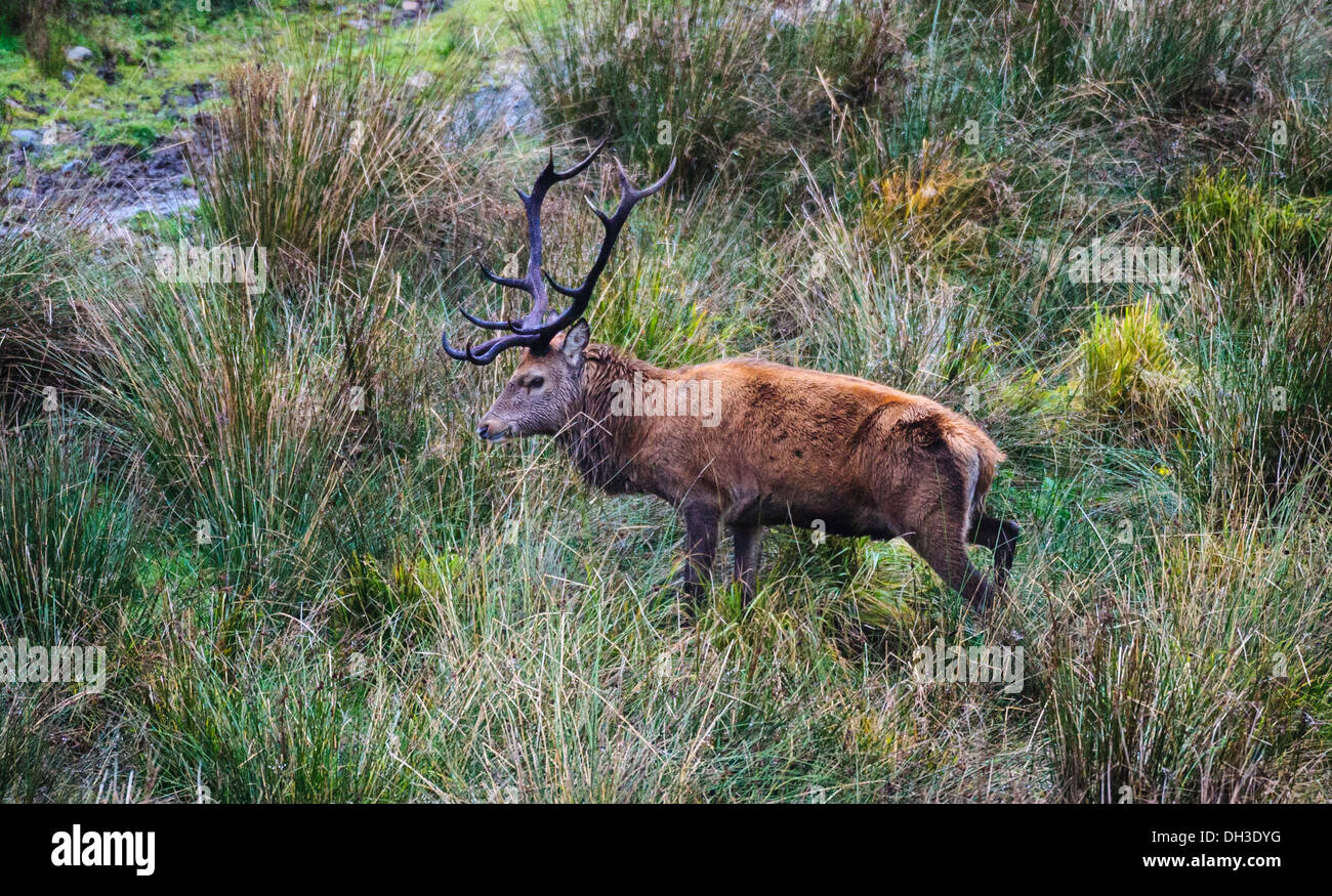 Stag at le Galloway Forest Park pendant la saison du rut d'automne Banque D'Images