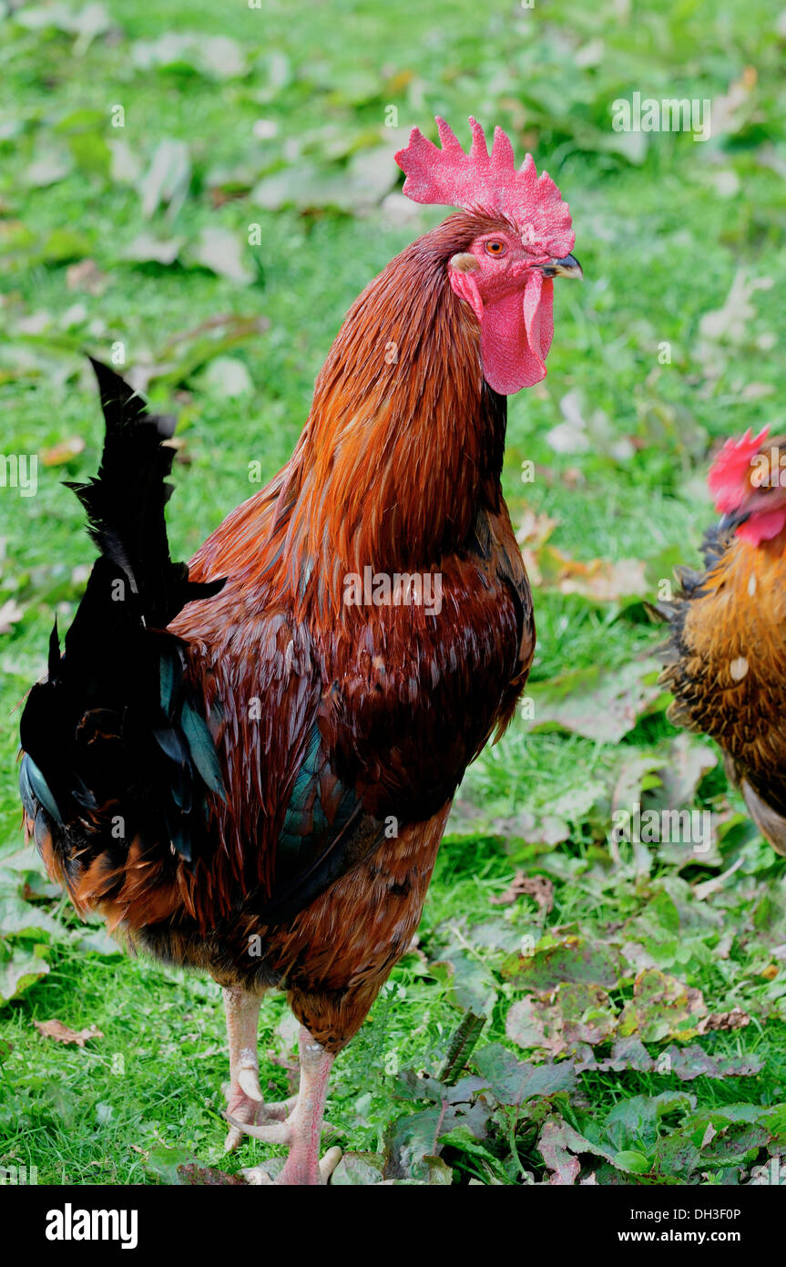 Free Range poulets biologiques, UK Banque D'Images