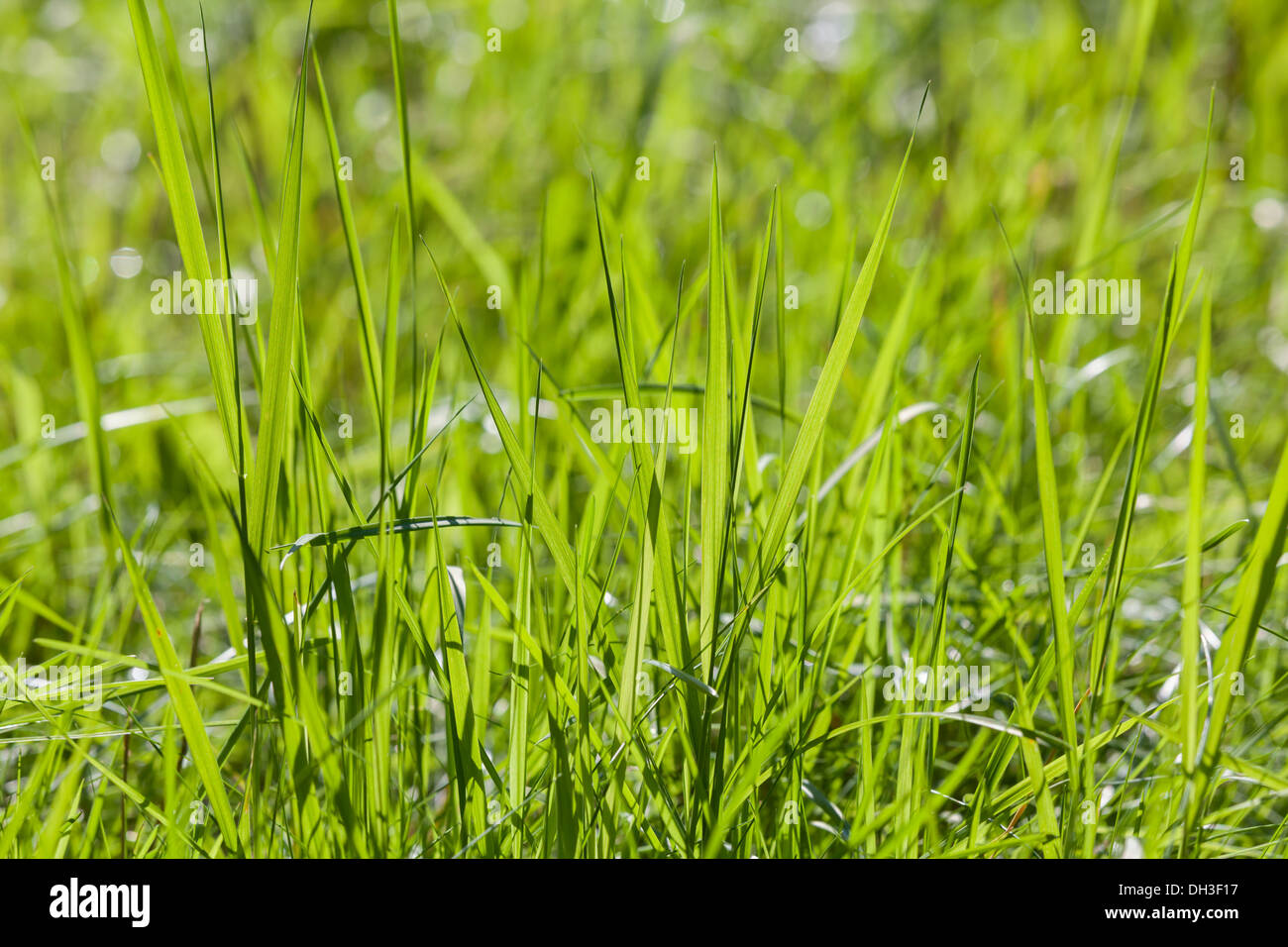 L'herbe vert vif Banque D'Images