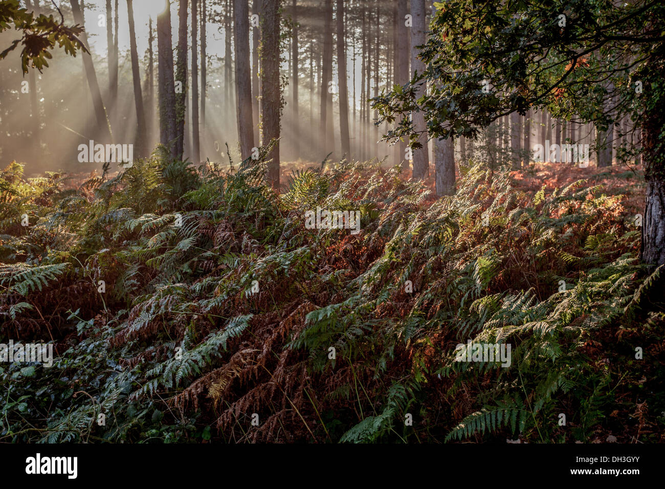 L'automne le soleil qui rayonne à travers la forêt dans le Matin brumeux Banque D'Images
