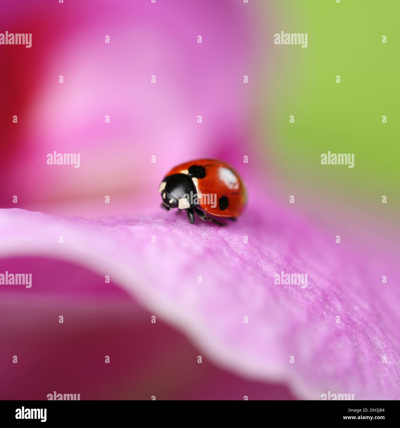 Une petite coccinelle est la marche sur une fleur colorée, avec copyspace Banque D'Images