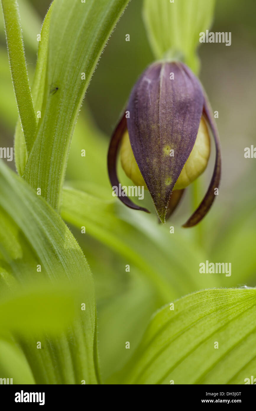 Yellow Lady's Slipper (Cypripedium calceolus) Banque D'Images