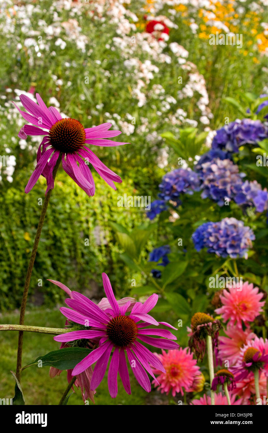 Fleurs sauvages aux couleurs vives Banque D'Images