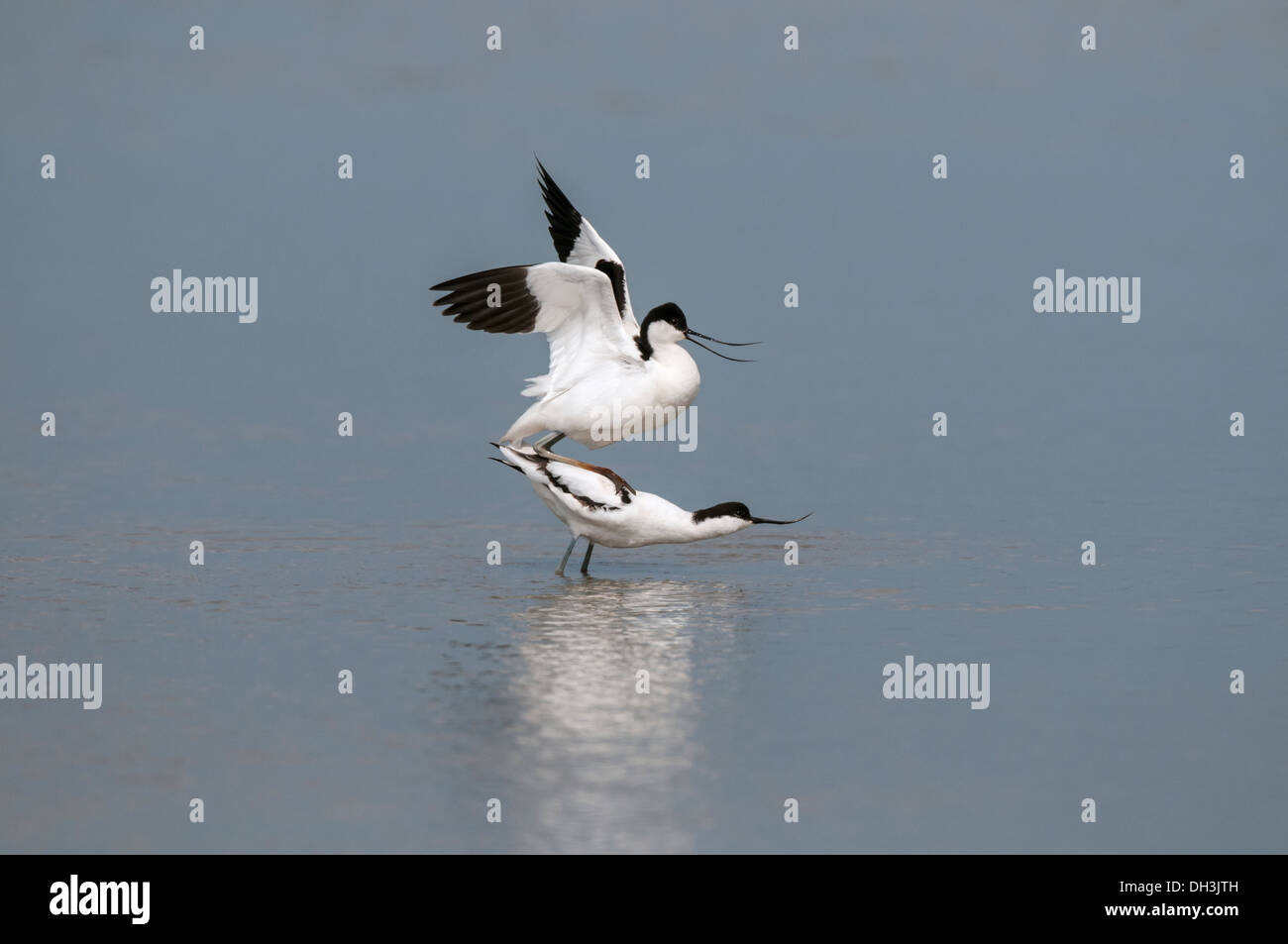 Avocettes (Recurvirostra avosetta) dans l'activité d'accouplement. Banque D'Images