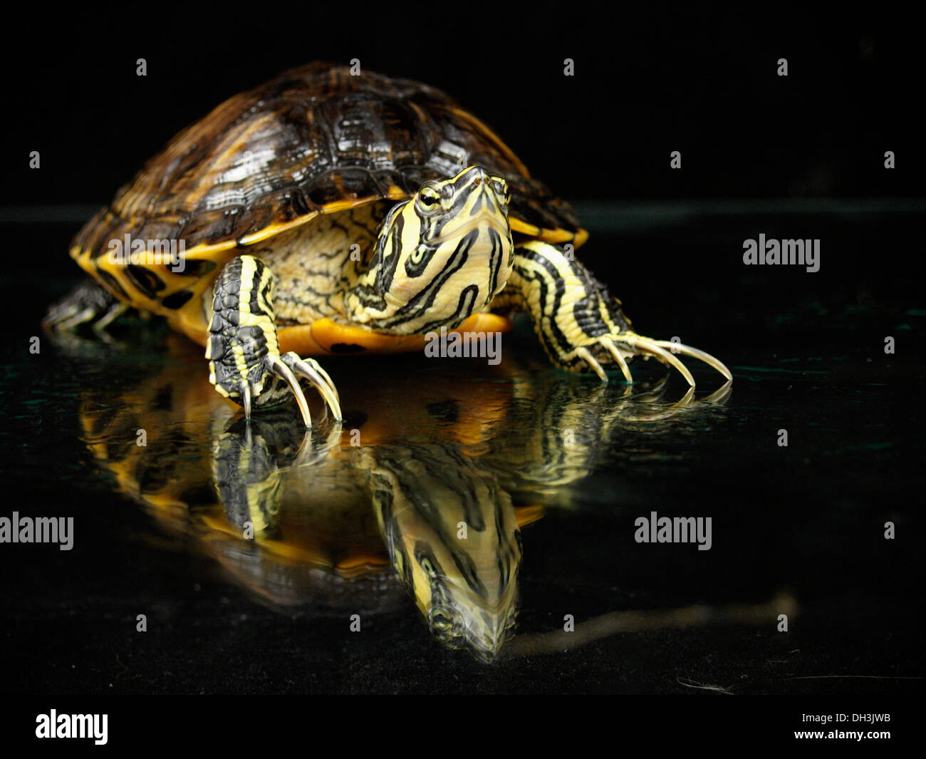 À VENTRE JAUNE, Tortues Trachemys scripta elegans Banque D'Images