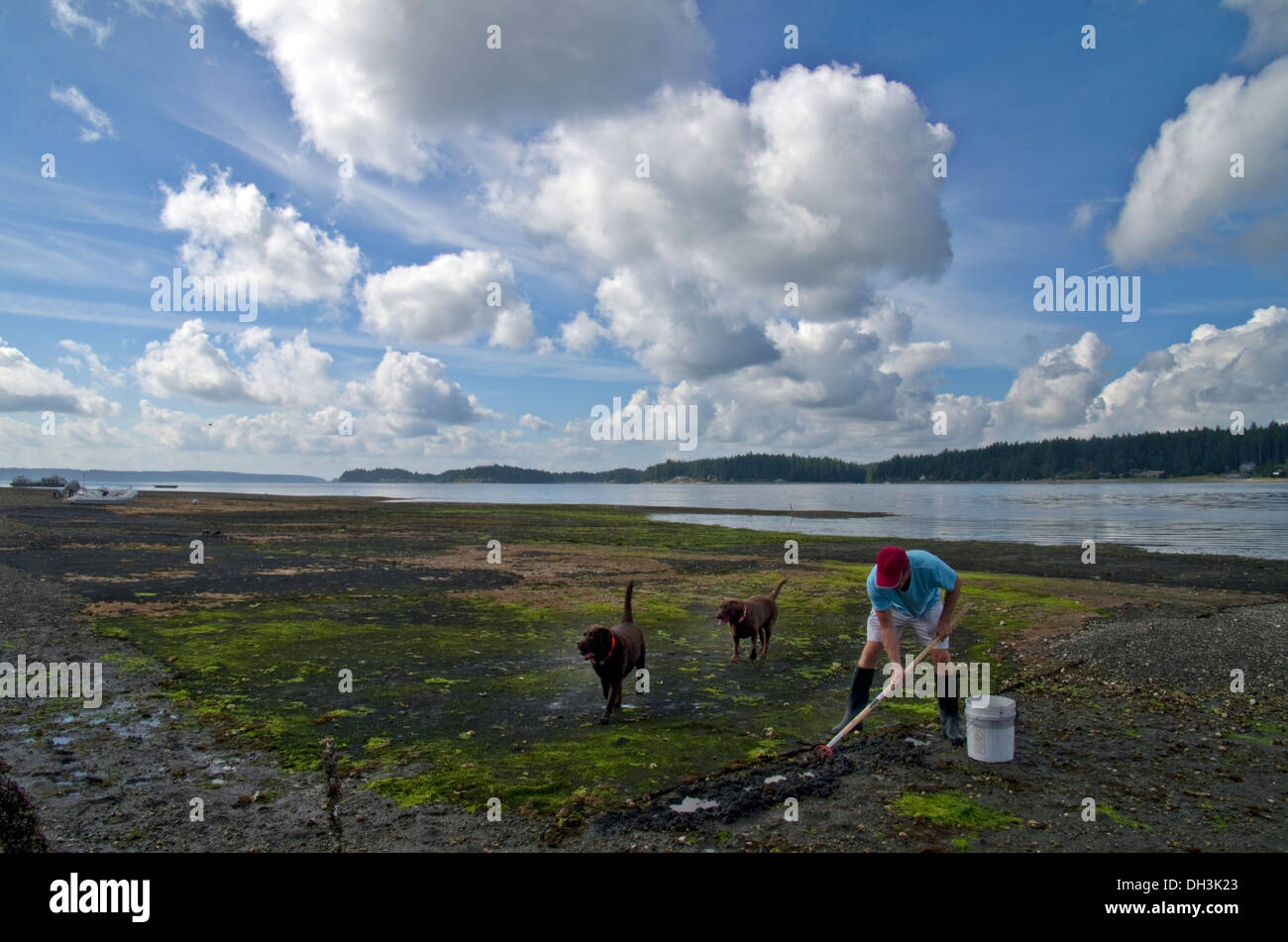 Récolte des myes dans le Puget Sound Washington à marée basse Banque D'Images