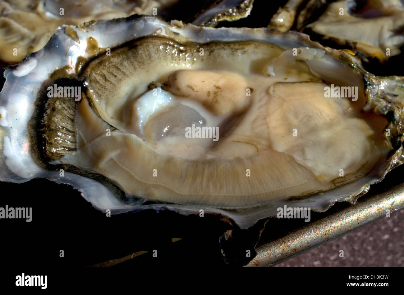 Les huîtres de Puget Sound de fruits de mer de Washington Banque D'Images