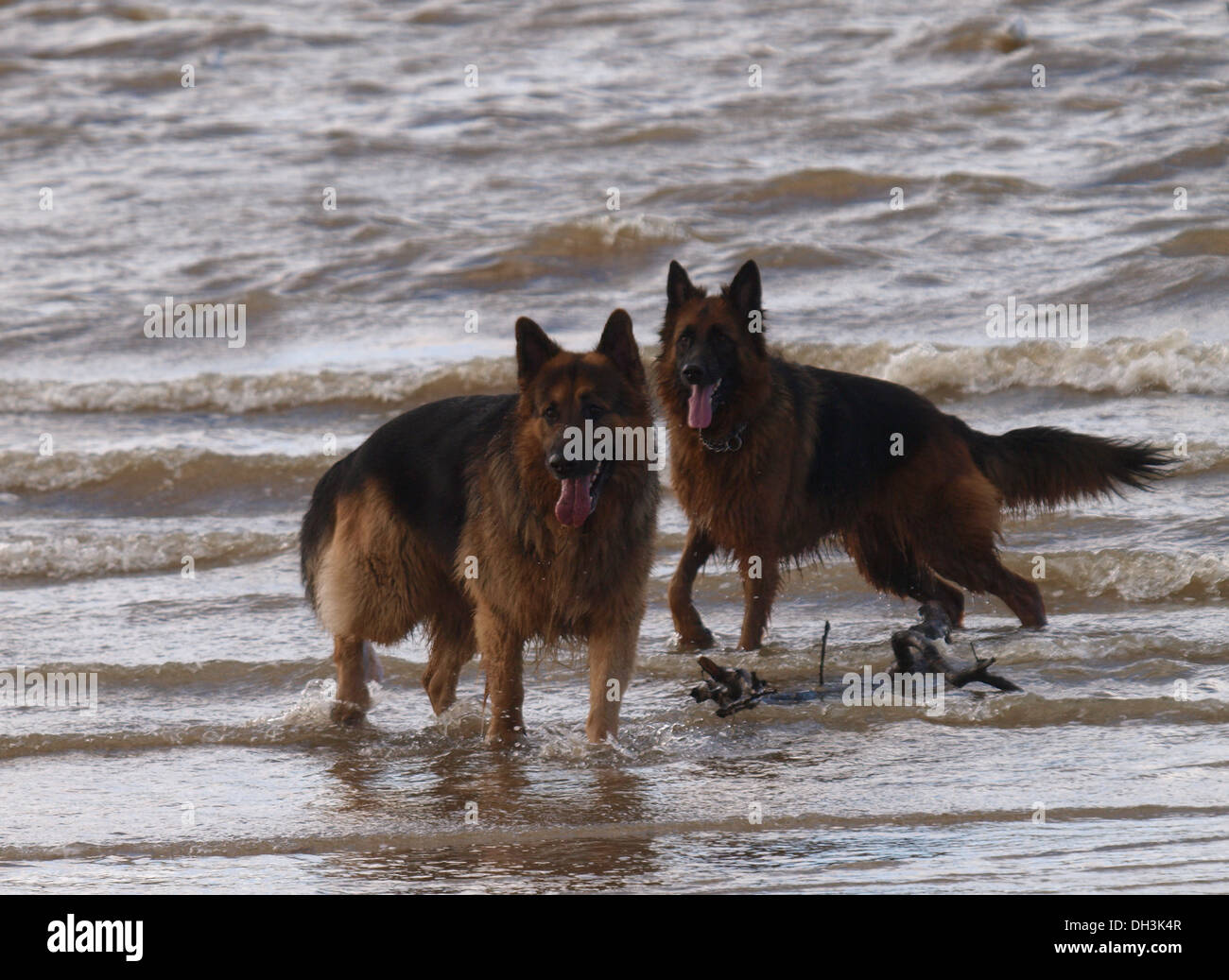 Deux bergers allemands à la plage, Instow, Devon, UK Banque D'Images