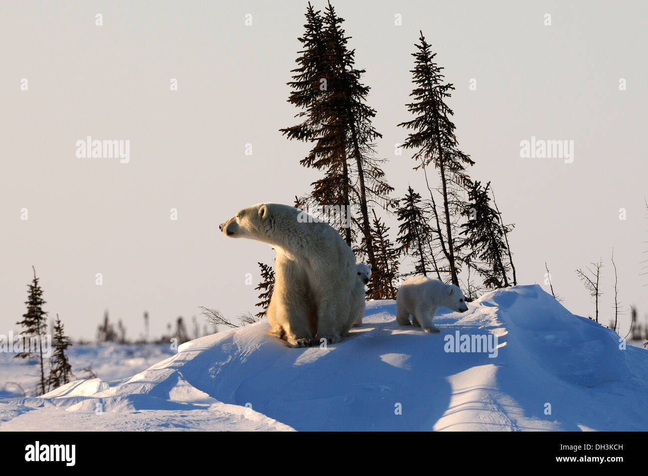 Énoncé des travaux de l'ours polaire (Ursus maritimus) avec des petits dans l'Arctique, le parc national Wapusk, Manitoba, Canada Banque D'Images