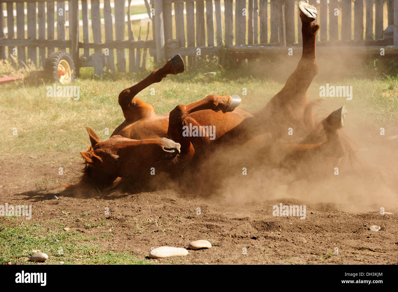 Horse se vautrer sur le sol dans un enclos et de tourbillons de poussière jusqu'à la prairie de la Saskatchewan, province, Canada Banque D'Images