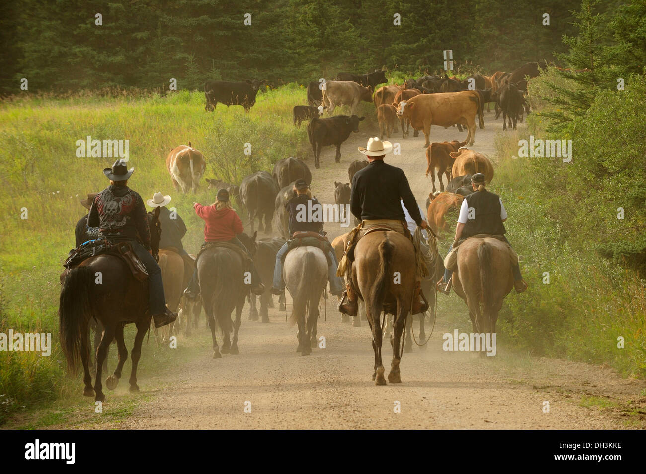 Troupeau de bétail conduit par cowboys et cowgirls, Province de la Saskatchewan, Canada Banque D'Images