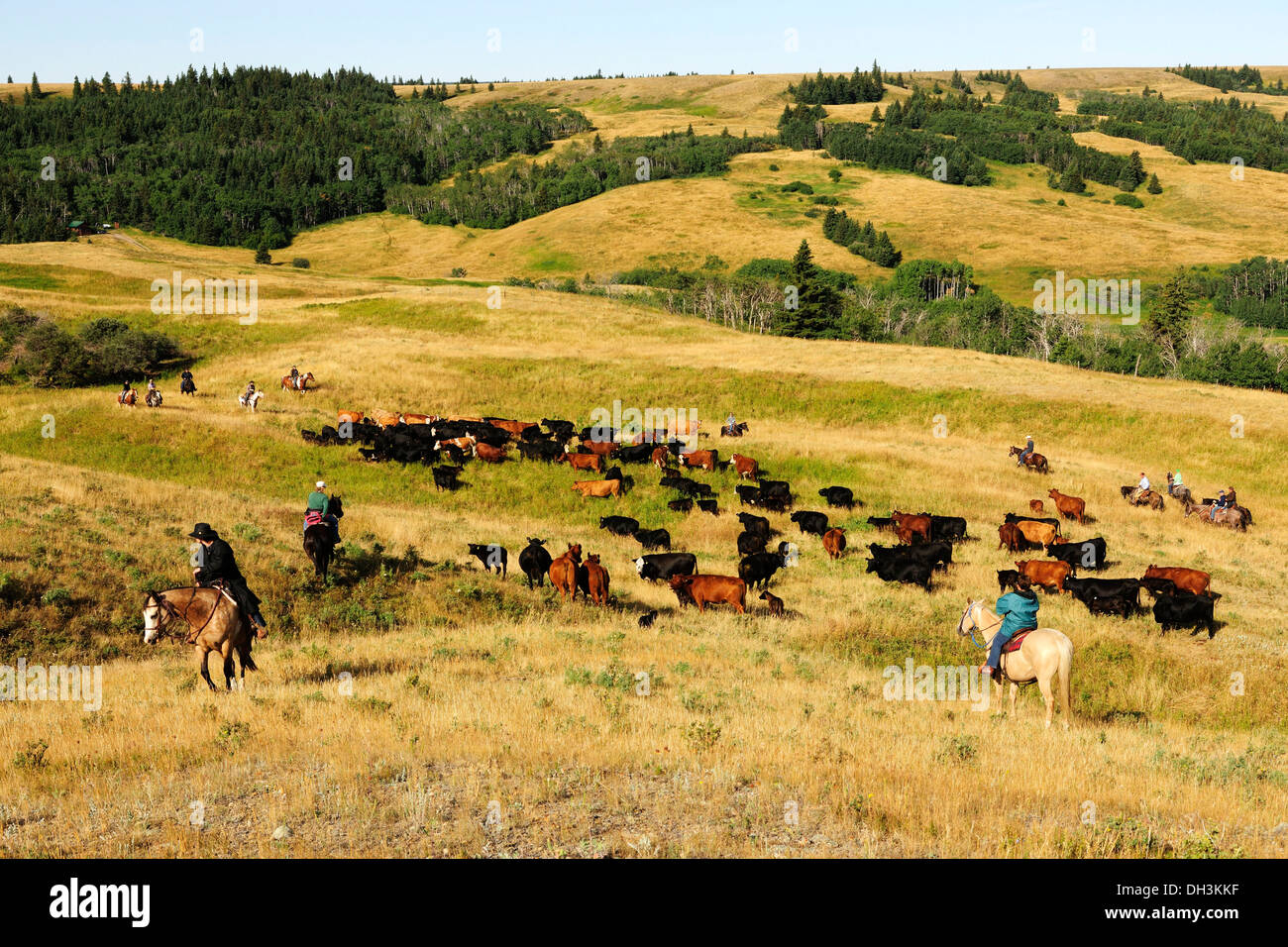 Cowboys et cowgirls bovins conduite à travers la prairie, Cypress Hills, en Saskatchewan, province, Canada Banque D'Images