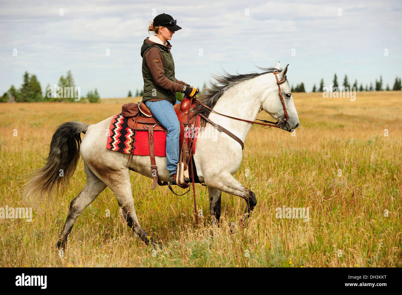 Woman riding sur un cheval gris à travers la prairie, en Saskatchewan, province, Canada Banque D'Images