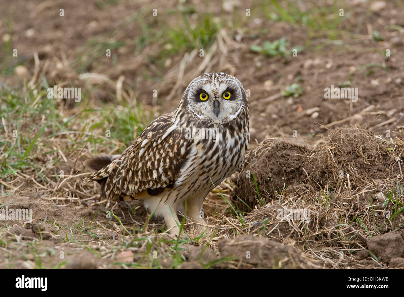 Le hibou des marais (asio flammeus) Banque D'Images