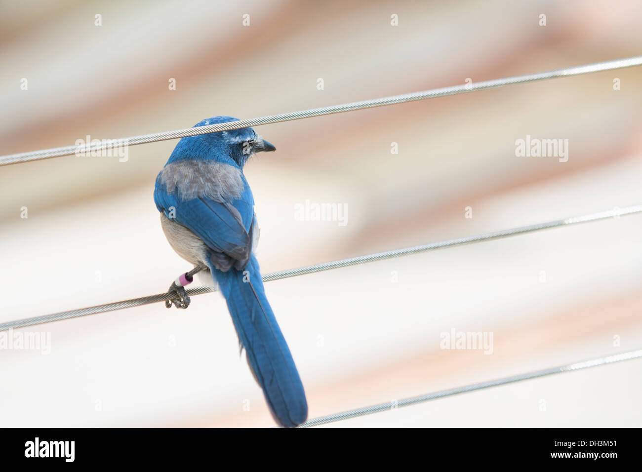 Florida Scrub Jay fourrages pour l'alimentation dans la disparition rapide de l'environnement Nettoyage de la Floride centrale. Ces oiseaux sont trouvés seulement Banque D'Images