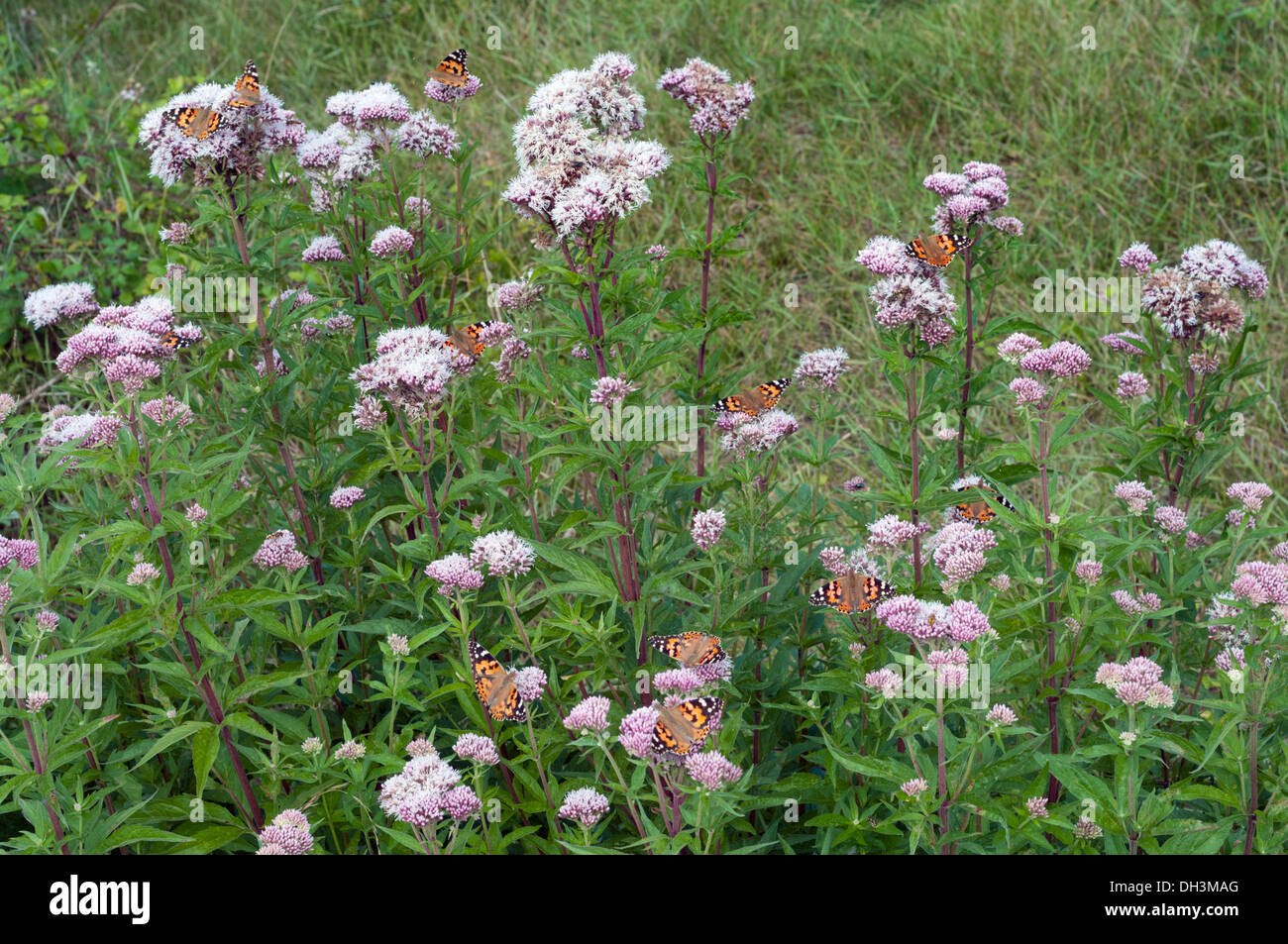 Papillons belle dame, Vanessa cardui, groupe de migrants se nourrissant de Agrimony de chanvre Banque D'Images