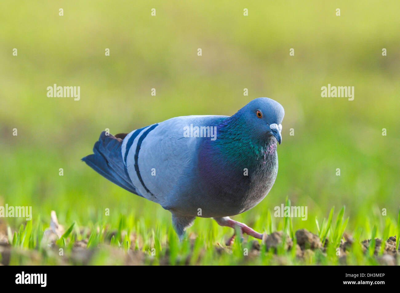 Pigeon domestique (Columba livia domestica), Haute Autriche, Autriche Banque D'Images