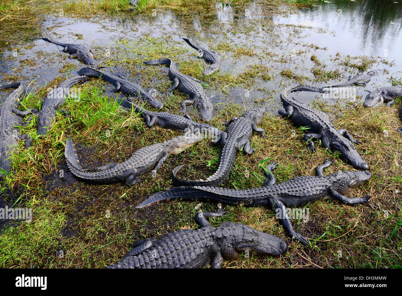 Alligators Everglades National Park Homestead Florida-NOUS Banque D'Images