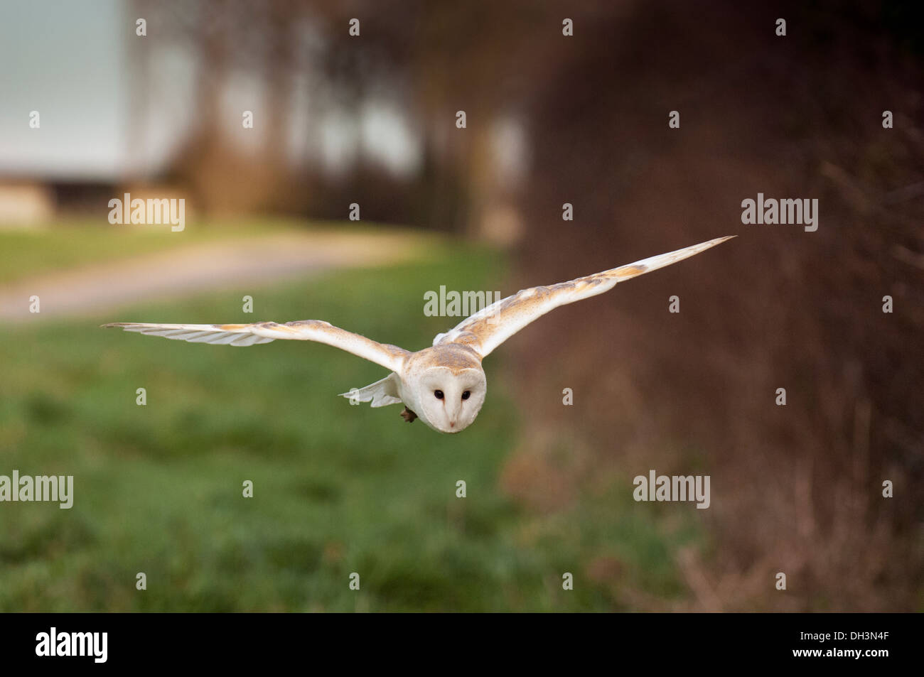 Effraie des clochers (Tyto alba), chasse les point Banque D'Images