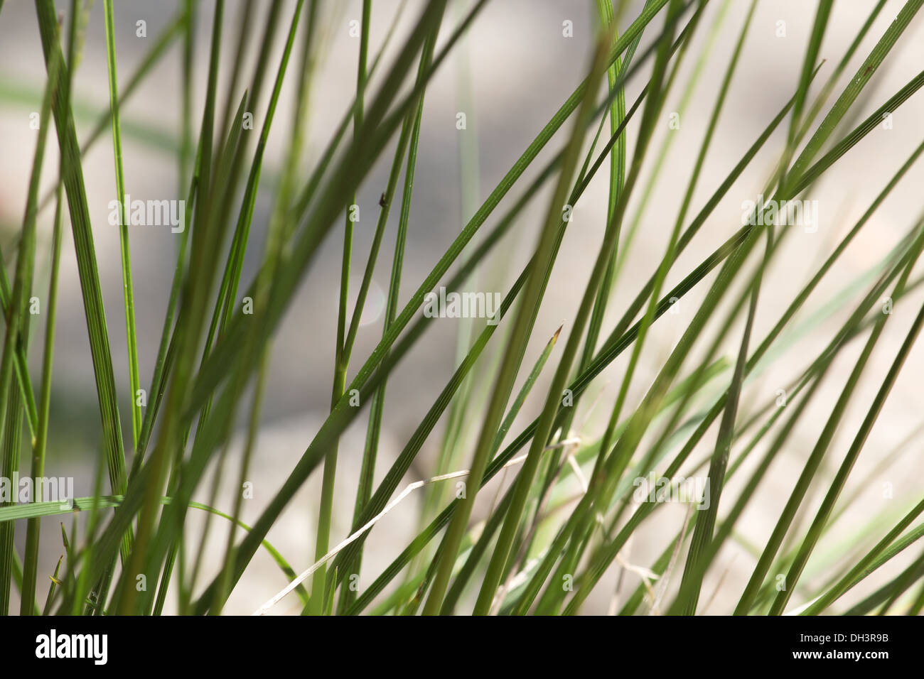 Les herbes à l'étang Banque D'Images