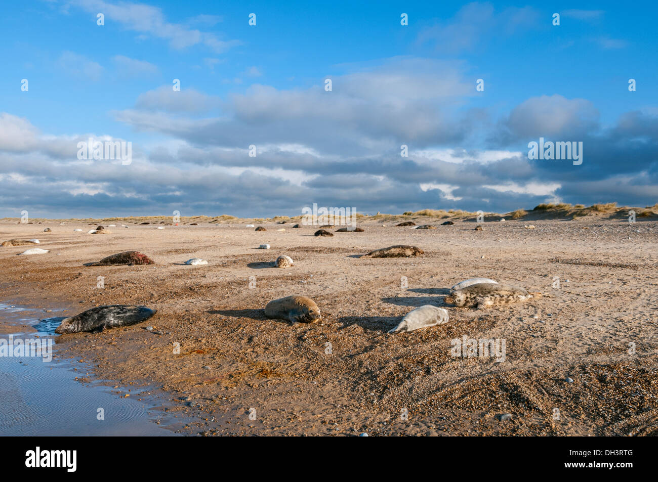Colonie de phoques gris, Blakeney Point, Norfolk, Angleterre. Banque D'Images