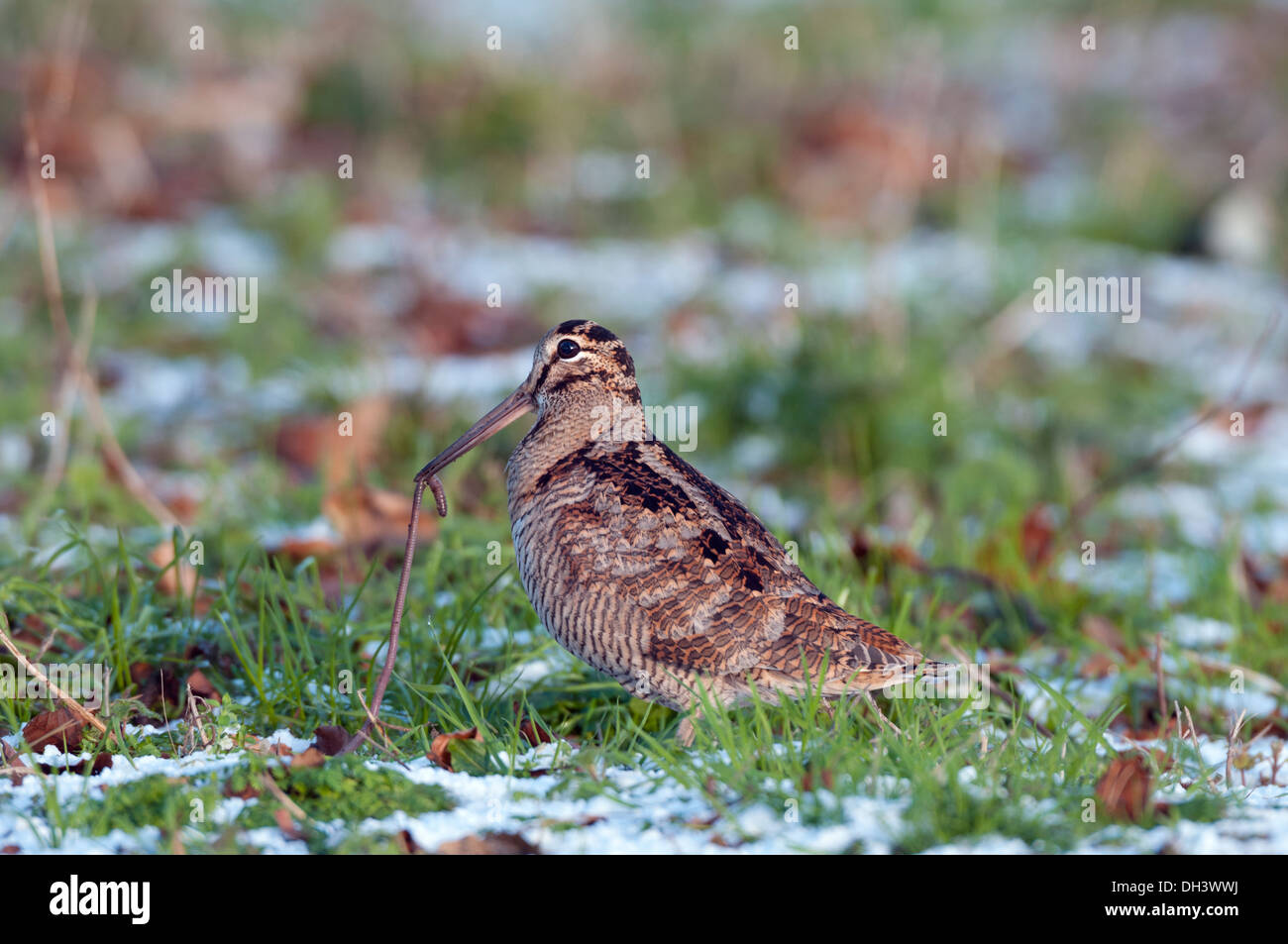La Bécasse des bois (Scolopax rusticola), avec ver en bec. Banque D'Images La Bécasse des bois (Scolopax rusticola), avec ver en bec. Banque D'Images