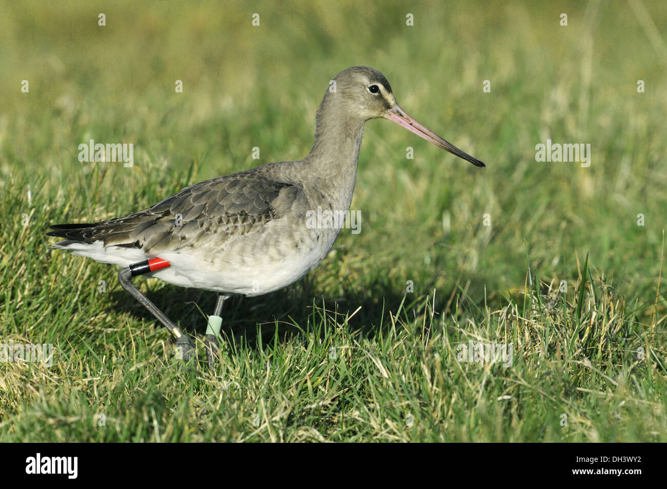 Barge à queue noire Limosa limosa Banque D'Images