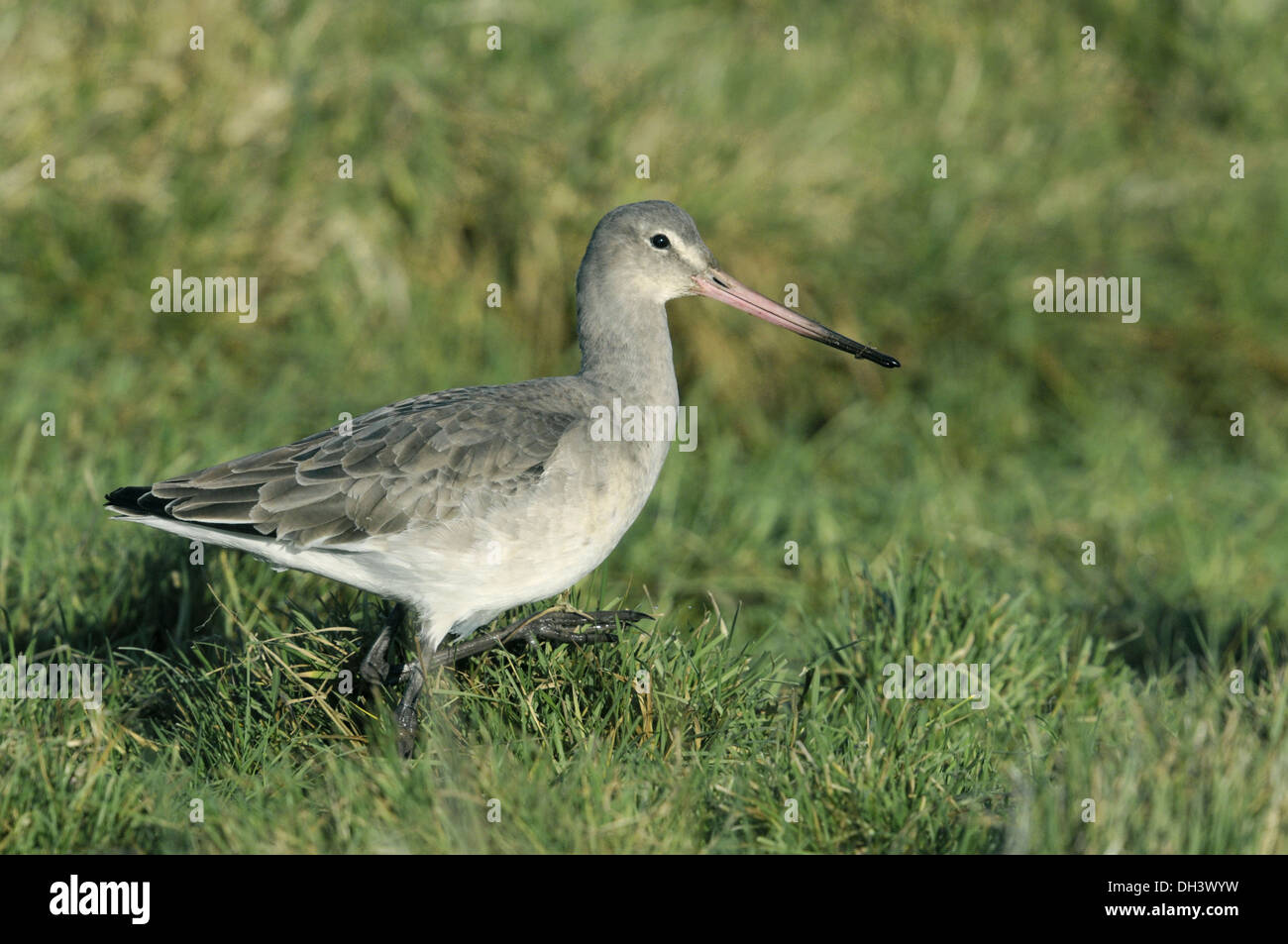 Barge à queue noire Limosa limosa Banque D'Images