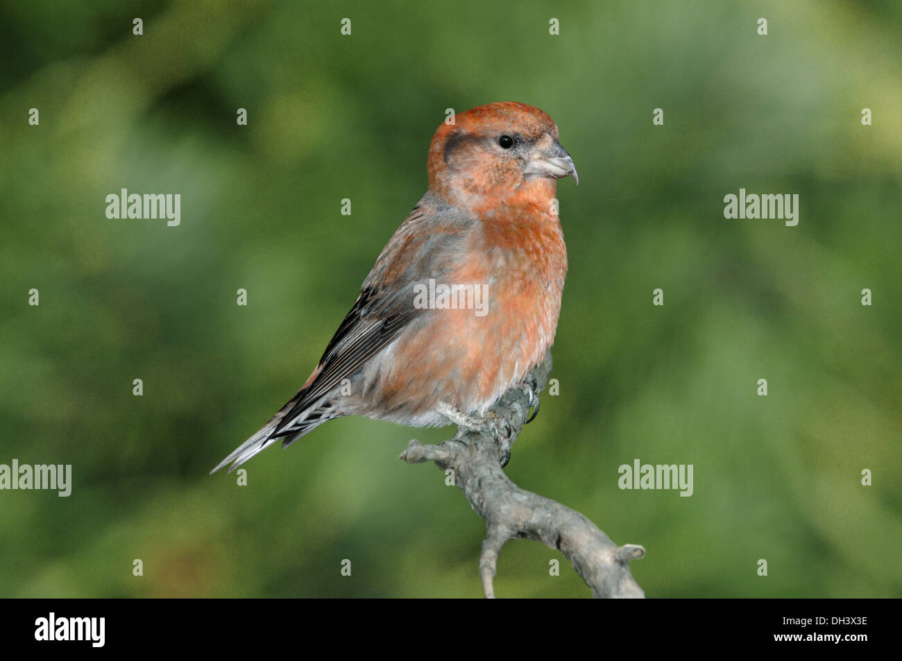 Bec-croisé des sapins Loxia curvirostra commun Banque D'Images