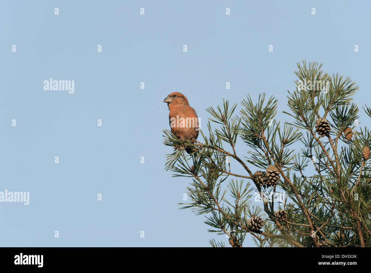 Bec-croisé des sapins Loxia curvirostra commun Banque D'Images